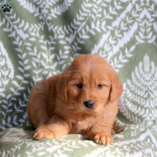 Hadley, Golden Retriever Puppy