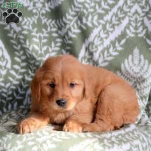 Hadley, Golden Retriever Puppy