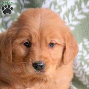 Hadley, Golden Retriever Puppy