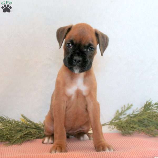 Hailey, Boxer Puppy