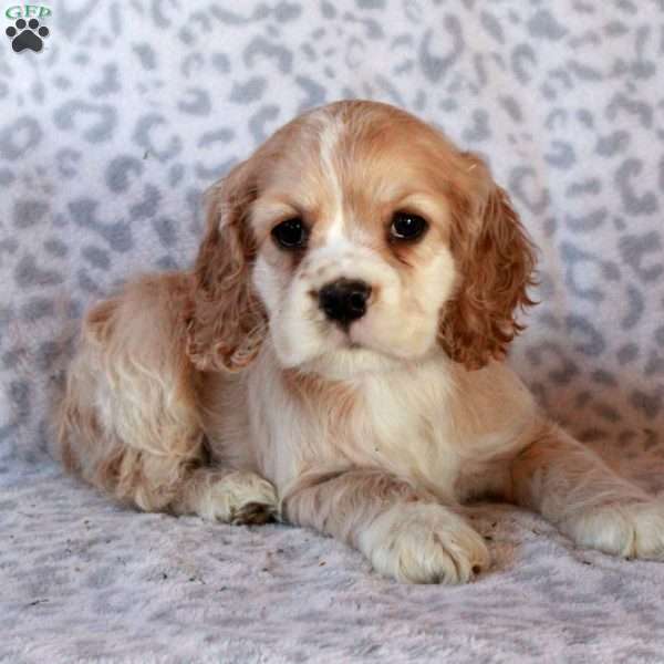 Hailey, Cocker Spaniel Puppy