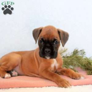 Hailey, Boxer Puppy