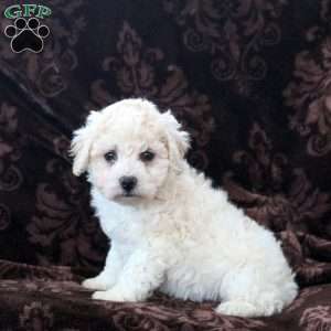 Hailey, Bich-Poo Puppy