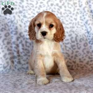 Hailey, Cocker Spaniel Puppy