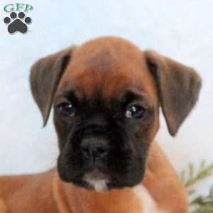Hailey, Boxer Puppy