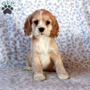 Hailey, Cocker Spaniel Puppy