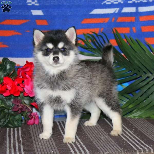 Hailey, Pomsky Puppy