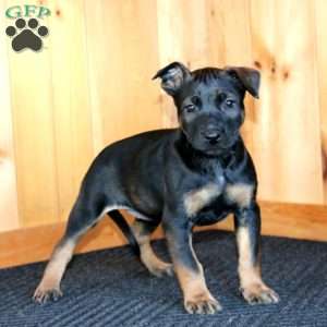 Hailey, Belgian Malinois Puppy