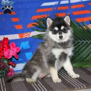 Hailey, Pomsky Puppy