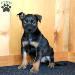 Hailey, Belgian Malinois Puppy