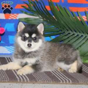 Hailey, Pomsky Puppy