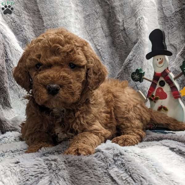 Hailey, Mini Goldendoodle Puppy