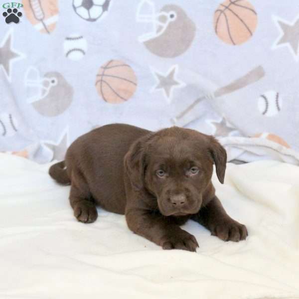 Hamilton, Chocolate Labrador Retriever Puppy