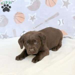 Hamilton, Chocolate Labrador Retriever Puppy