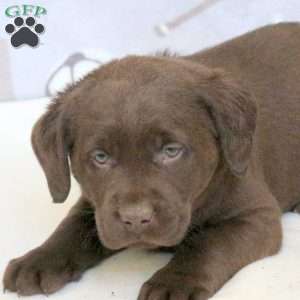 Hamilton, Chocolate Labrador Retriever Puppy
