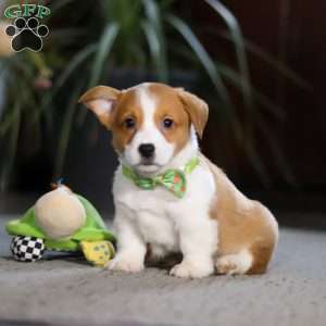 Hank, Pembroke Welsh Corgi Puppy