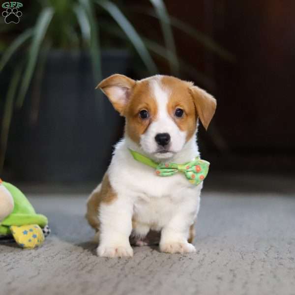 Hank, Pembroke Welsh Corgi Puppy