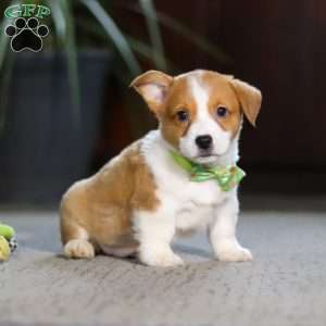 Hank, Pembroke Welsh Corgi Puppy