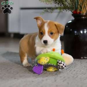 Hank, Pembroke Welsh Corgi Puppy