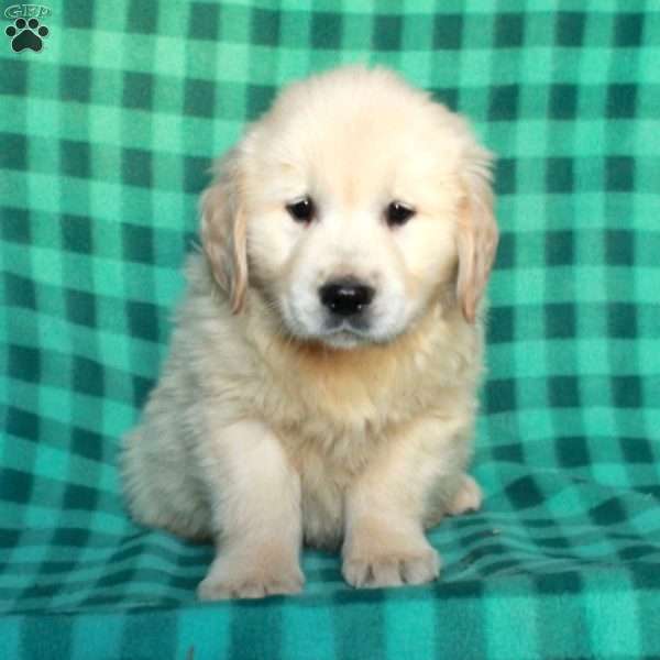 Hank, English Cream Golden Retriever Puppy