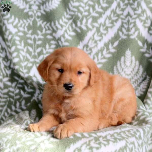 Hank, Golden Retriever Puppy