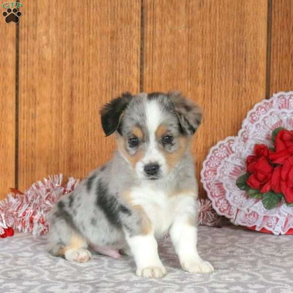 Hank, Welsh Corgi Mix Puppy