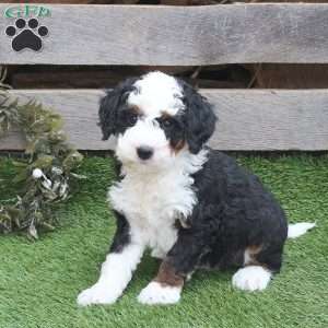Hank, Mini Bernedoodle Puppy