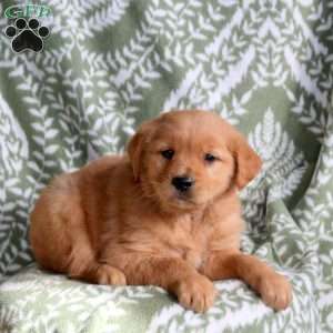 Hank, Golden Retriever Puppy