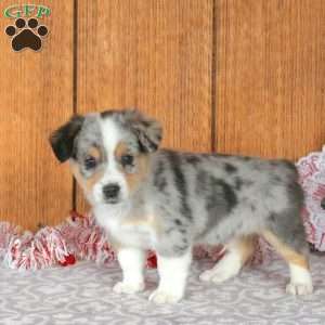 Hank, Welsh Corgi Mix Puppy