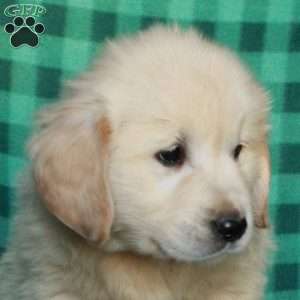 Hank, English Cream Golden Retriever Puppy
