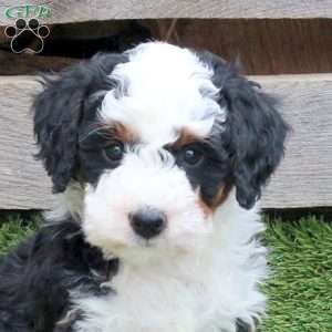 Hank, Mini Bernedoodle Puppy