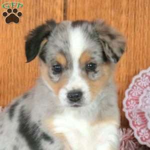 Hank, Welsh Corgi Mix Puppy