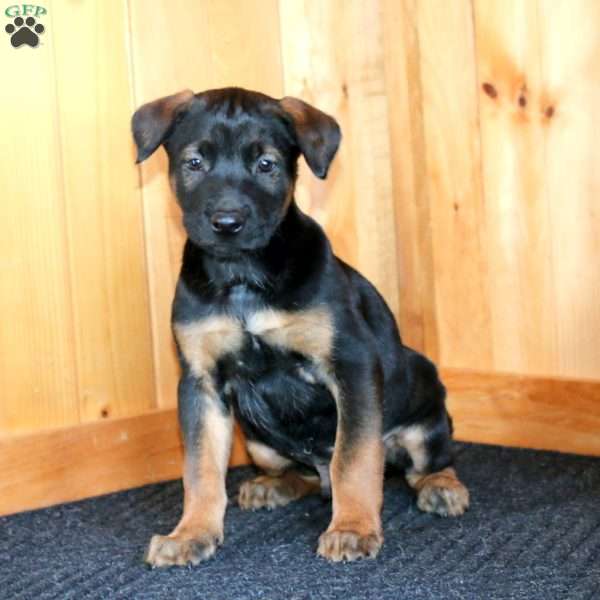 Hank, Belgian Malinois Puppy