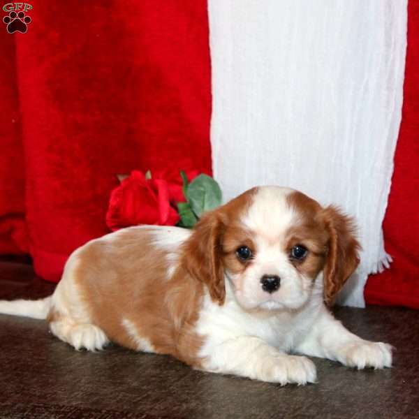 Hank, Cavalier King Charles Spaniel Puppy