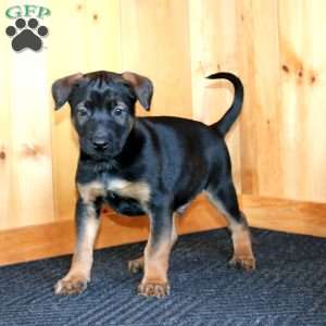 Hank, Belgian Malinois Puppy