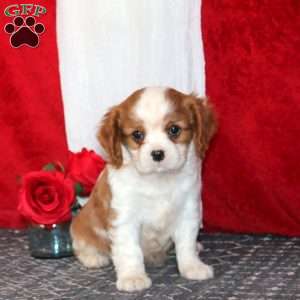 Hank, Cavalier King Charles Spaniel Puppy