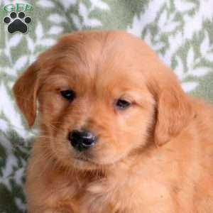 Hank, Golden Retriever Puppy