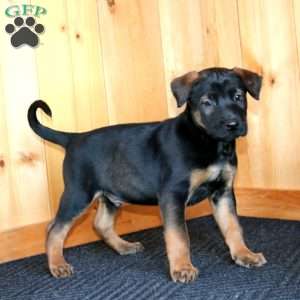 Hank, Belgian Malinois Puppy