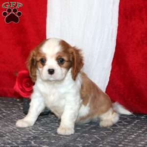 Hank, Cavalier King Charles Spaniel Puppy