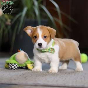 Hank, Pembroke Welsh Corgi Puppy