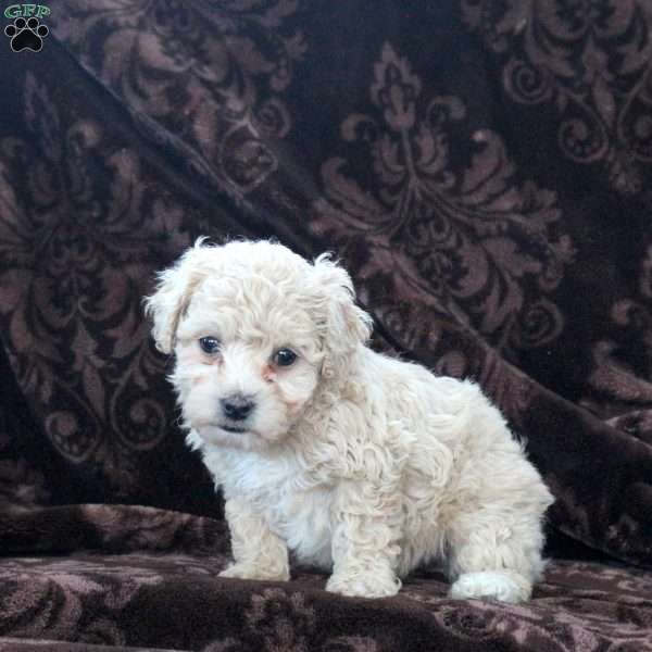 Hannah, Bich-Poo Puppy