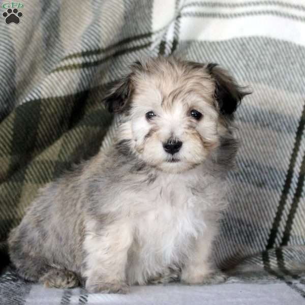 Hannah, Havanese Puppy