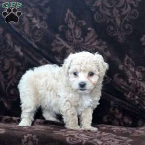 Hannah, Bich-Poo Puppy