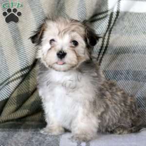 Hannah, Havanese Puppy