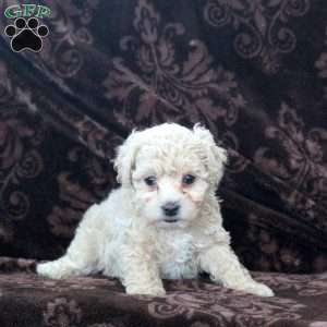 Hannah, Bich-Poo Puppy