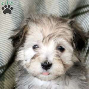 Hannah, Havanese Puppy