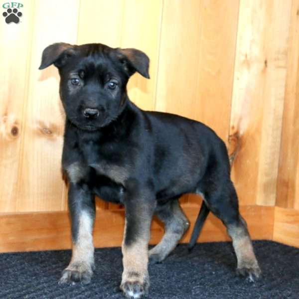 Hannah, Belgian Malinois Puppy