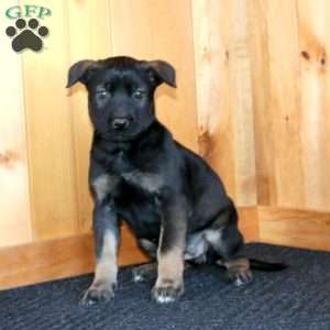 Hannah, Belgian Malinois Puppy