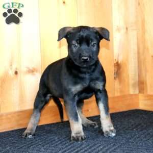 Hannah, Belgian Malinois Puppy