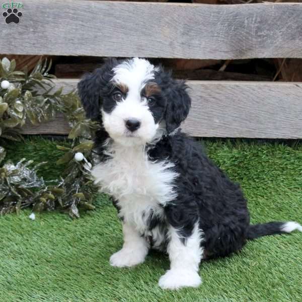 Happy, Mini Bernedoodle Puppy
